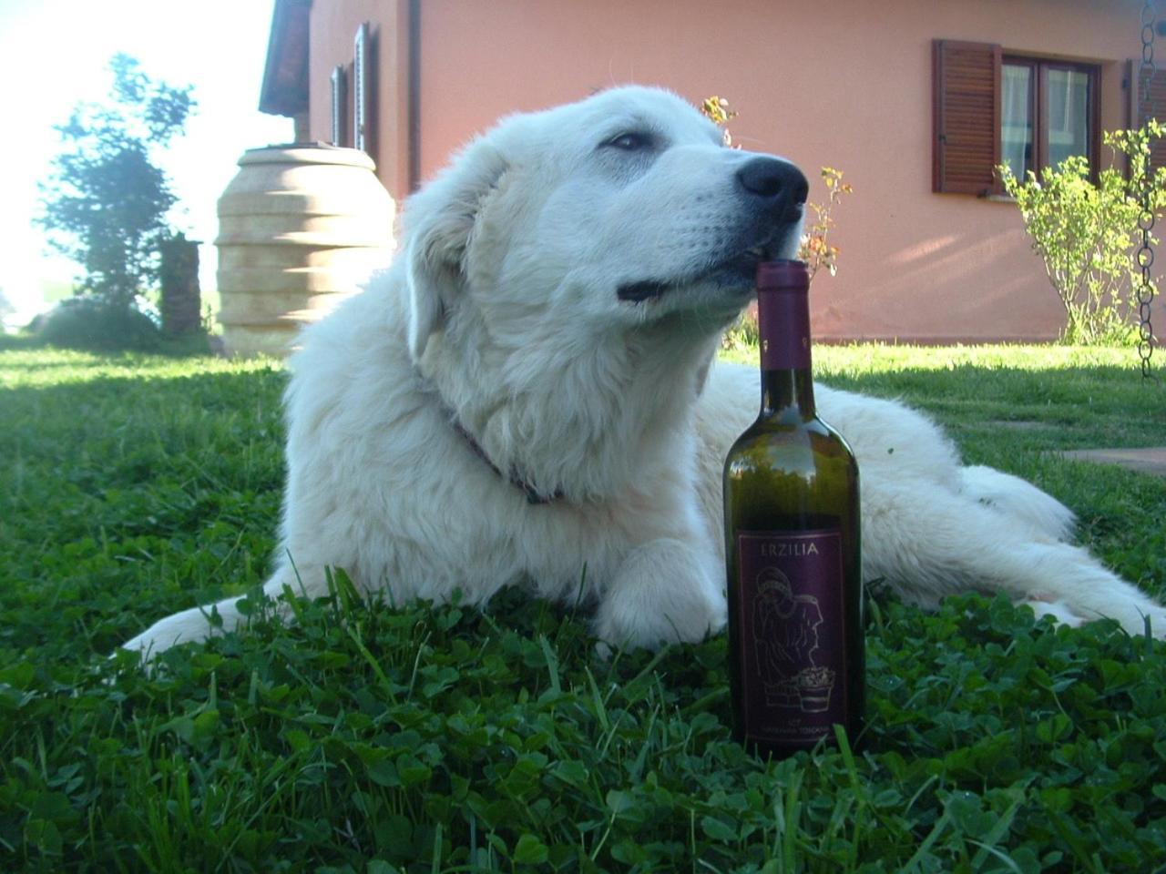 Agriturismo Pian Dei Pini Montiano  Εξωτερικό φωτογραφία