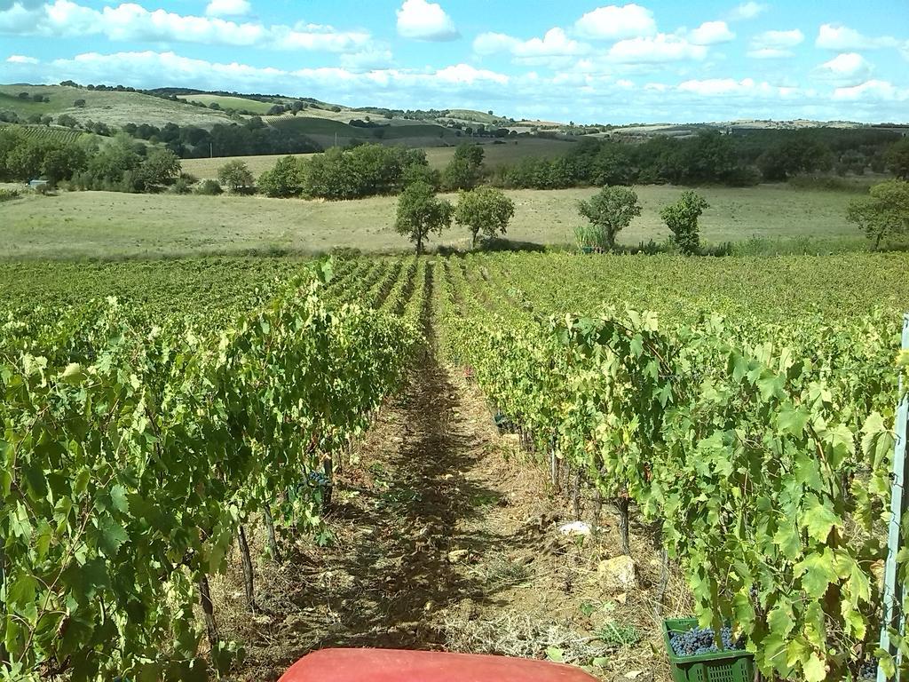 Agriturismo Pian Dei Pini Montiano  Εξωτερικό φωτογραφία